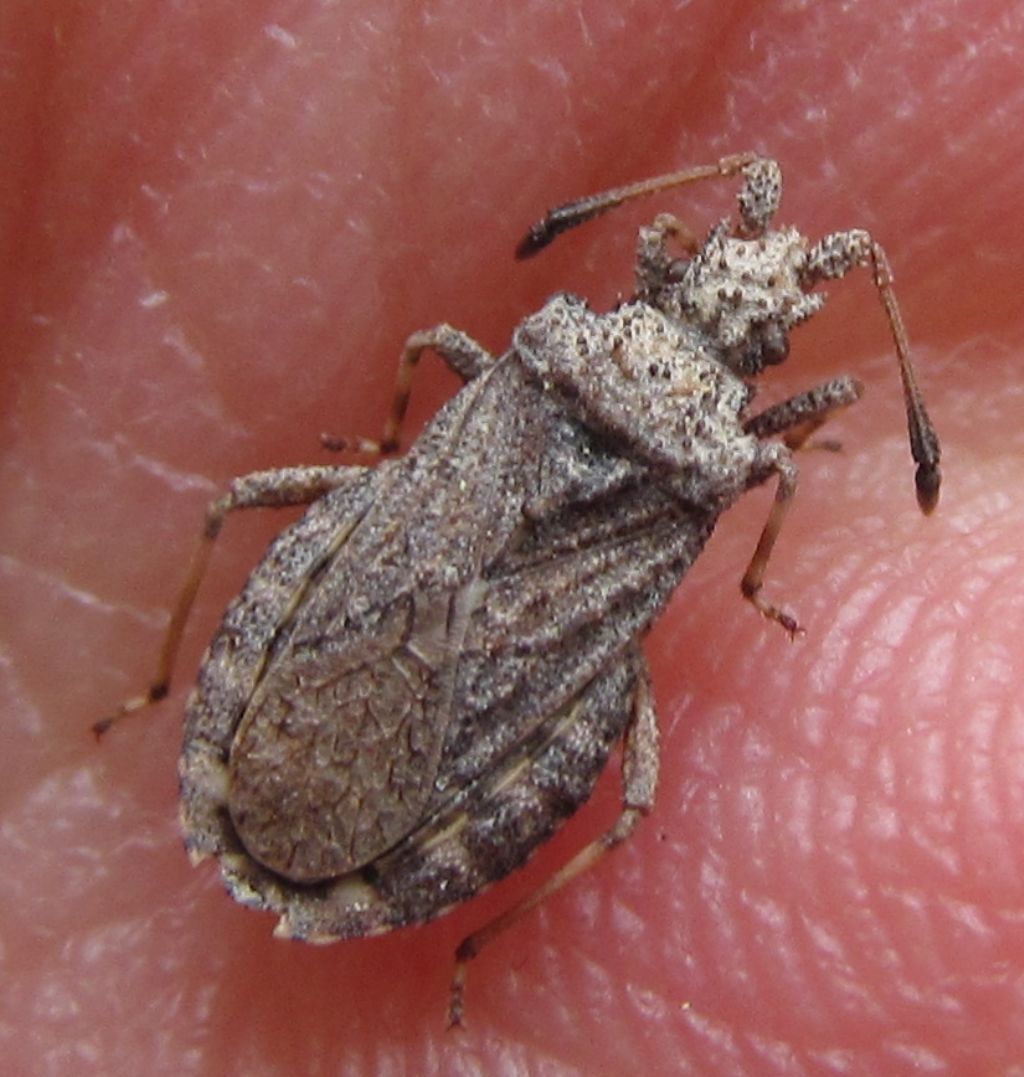 Coreidae:Arenocoris waltlii  e specie del genere Arenocoris in Turchia